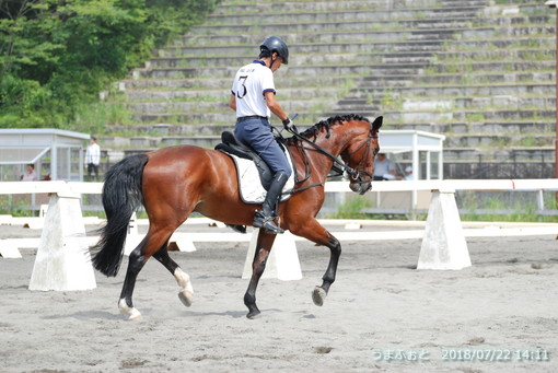 神奈川ホースショー