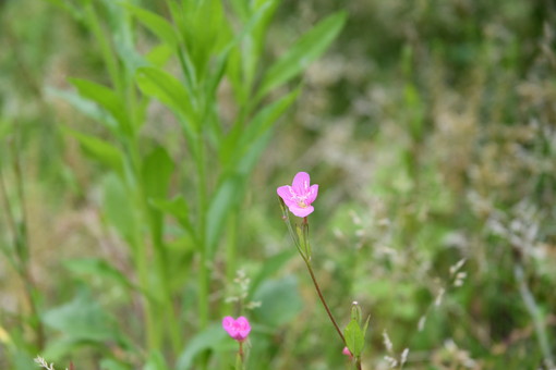 ＯＩＳＯの花