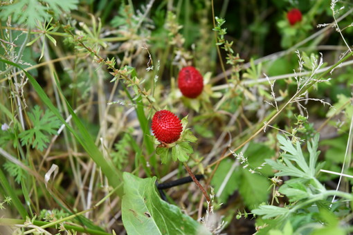 ＯＩＳＯの花