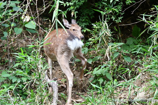 ＯＩＳＯ