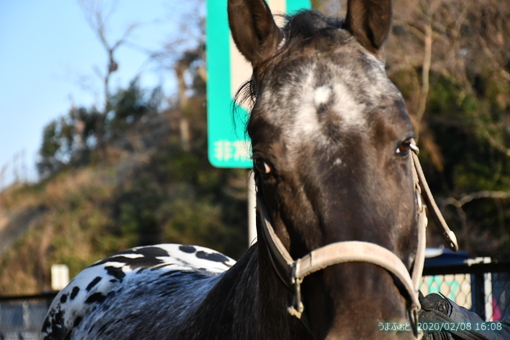 oiso