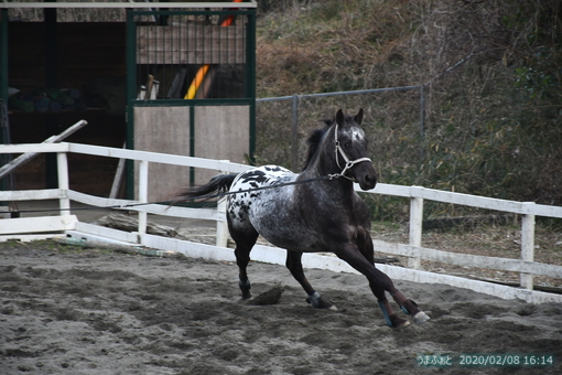 oiso