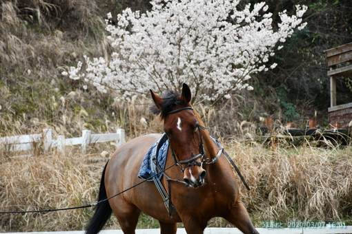 oiso