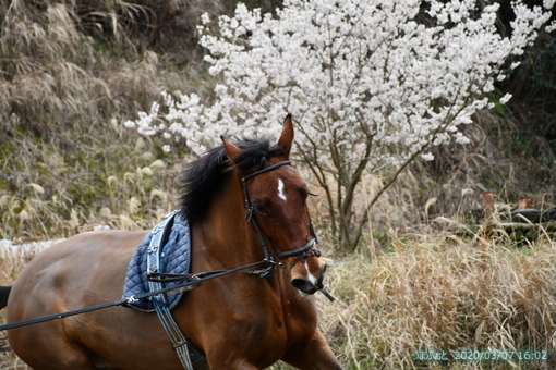 oiso