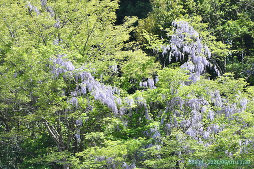 oiso