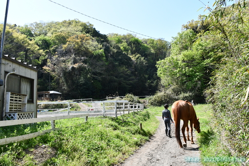 oiso