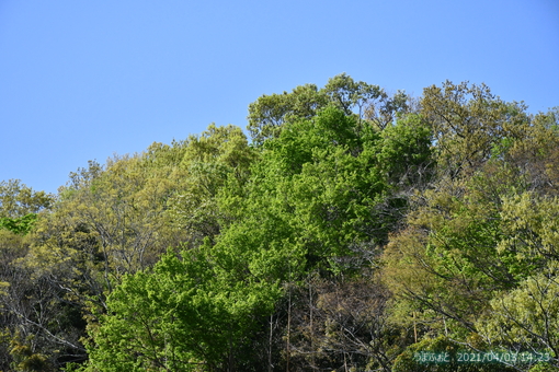 oiso