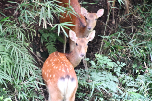 oiso