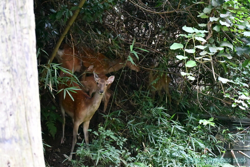 oiso