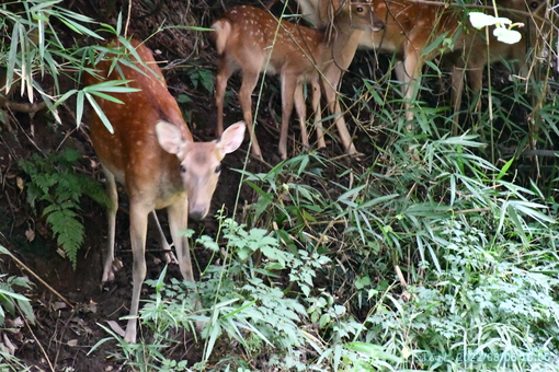 oiso