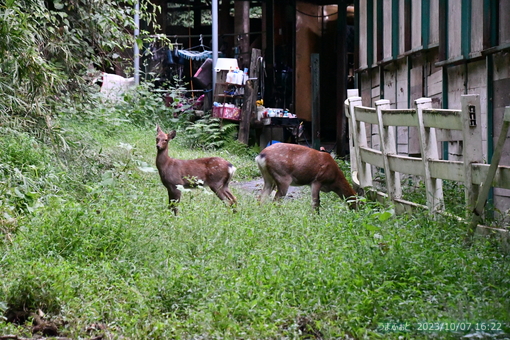 oiso