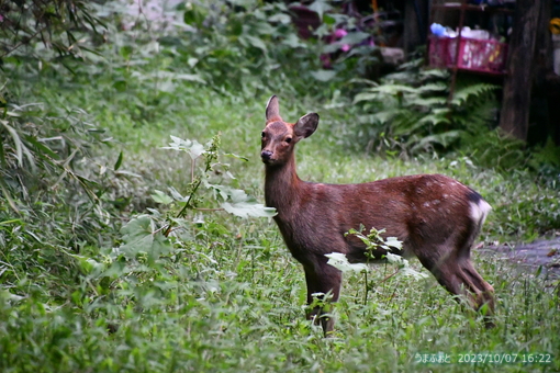 oiso