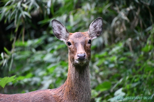 oiso