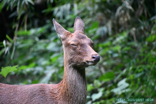 oiso