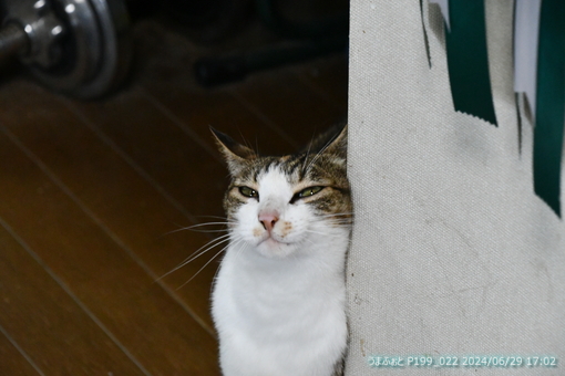 oiso