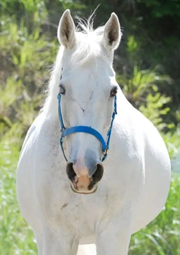 フェアリーパール