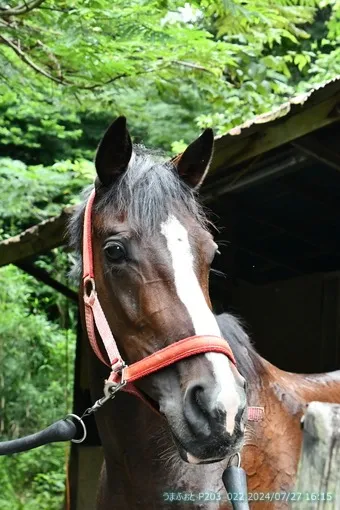 コレクションラヴ