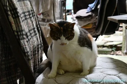 2025年11月5日(火) どんよりと肌寒い