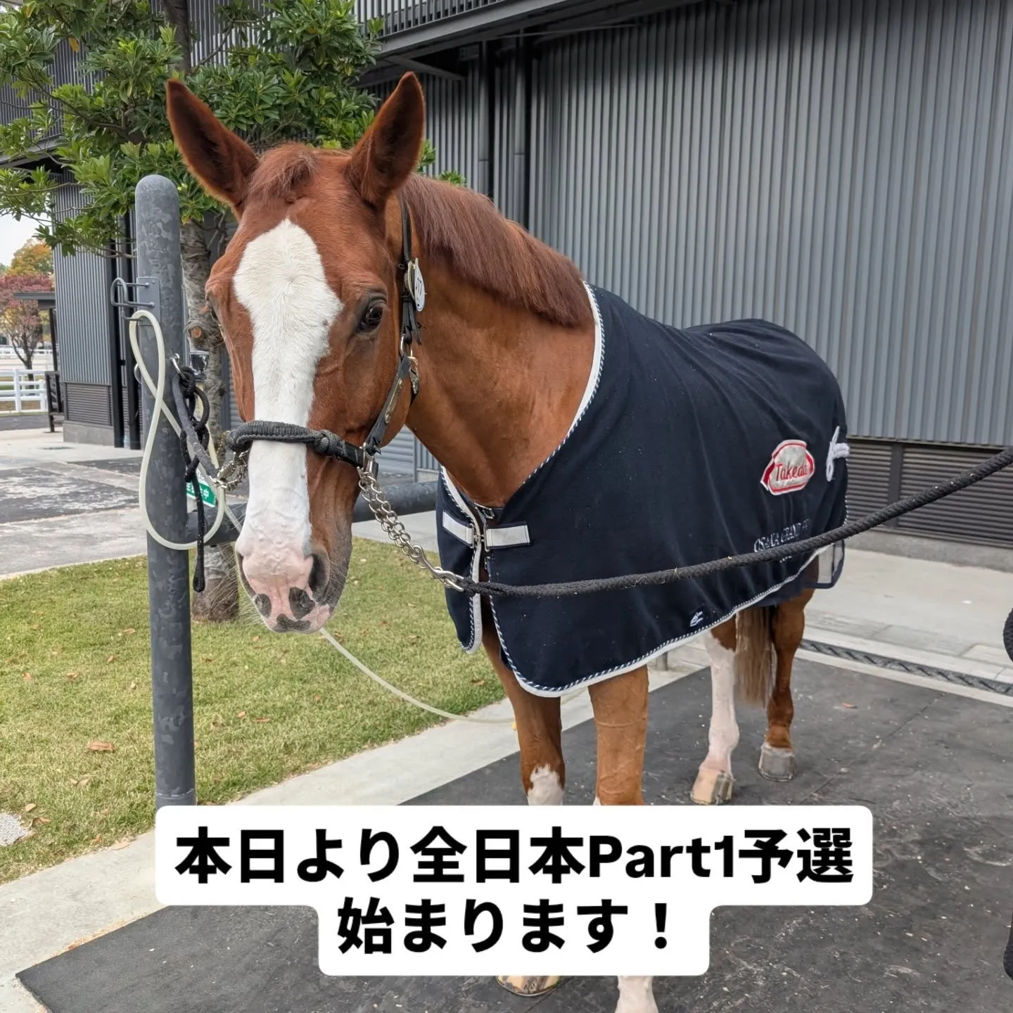 ✨️OISO乗馬クラブより全日本Part1出場のお知らせ✨️