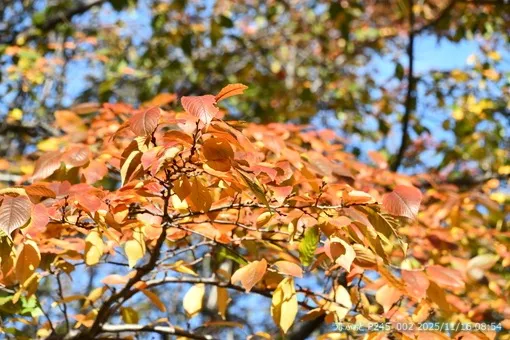 2025年11月16日(日) 第77回全日本障害馬術大会2025 PartⅠ