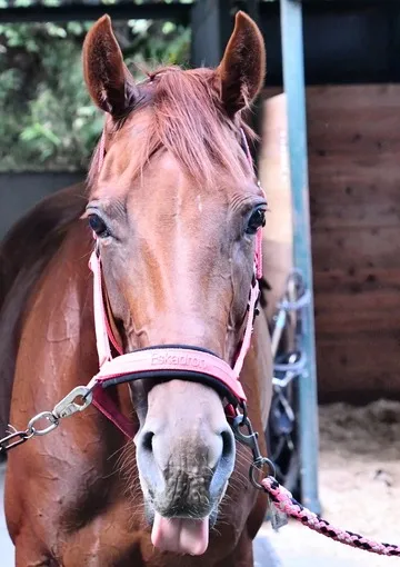 ヴィクトリーラブ