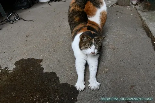 2026年2月10日(火)車が通らないと静か