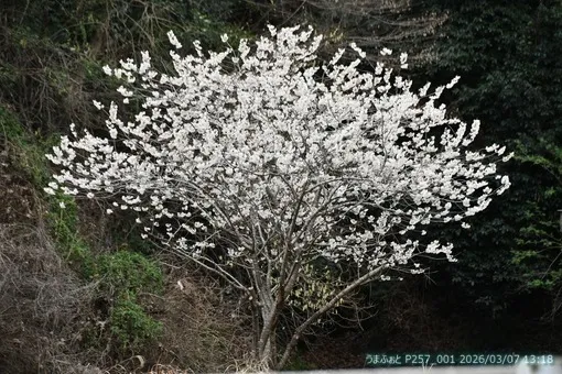 2026年3月7日(土)桜が満開です