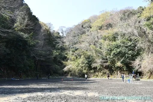 2026年3月28日(土)山桜がハラハラ落ちてきます