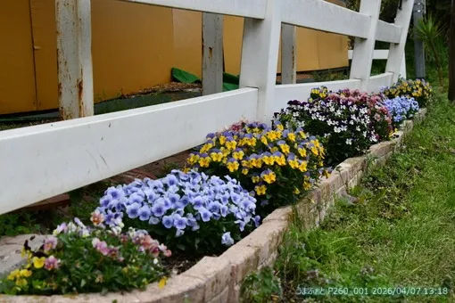 2026年4月7日(火) 桜も葉桜に