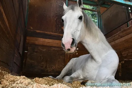 2026年4月11日(土) 夏日