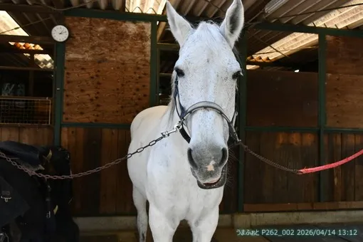 2026年4月14日(火) 鹿さん来たよ~